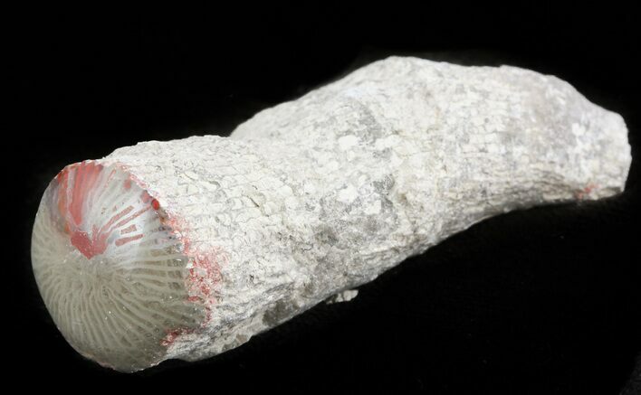 Pennsylvanian Aged Red Agatized Horn Coral - Utah #46747